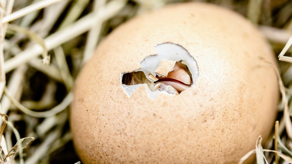 How Do Farmers Know When There's a Chicken in the Egg?