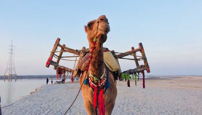 how much weight a camel can carry on its back
