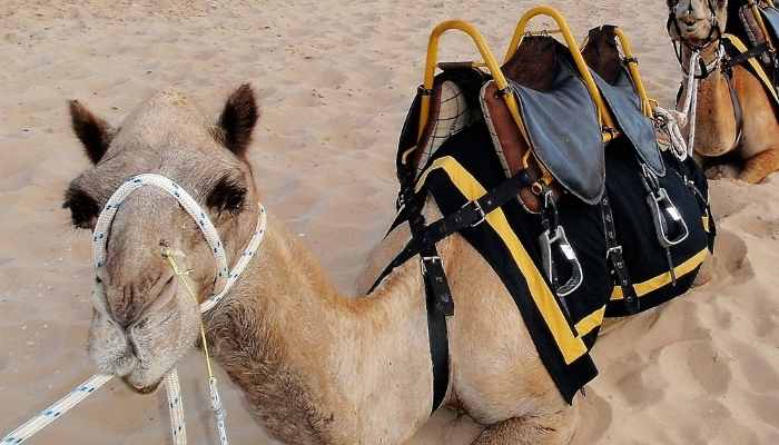how much weight a camel can pull