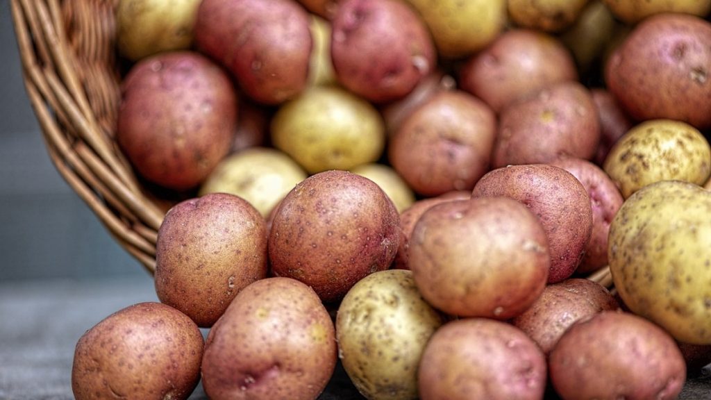 Are Seed Potatoes Different From Regular Potatoes?