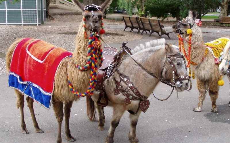 riding on llama