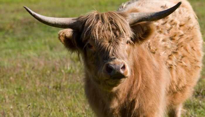 scottish cattle breeds