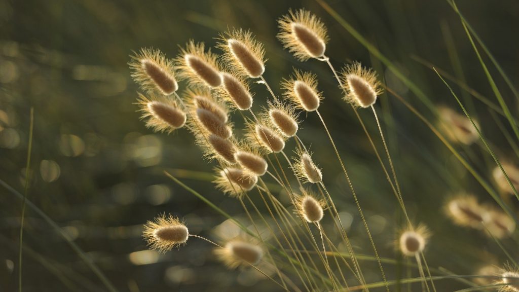 Are Seed Living Or Nonliving Things?