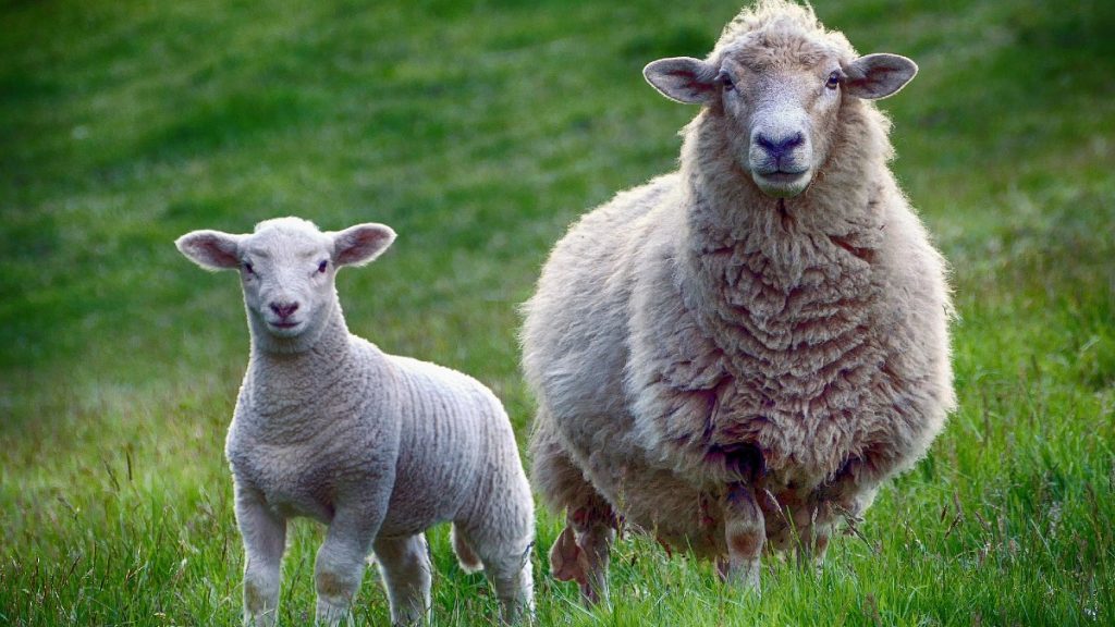 Why Do People Eat Lamb And Not Sheep?