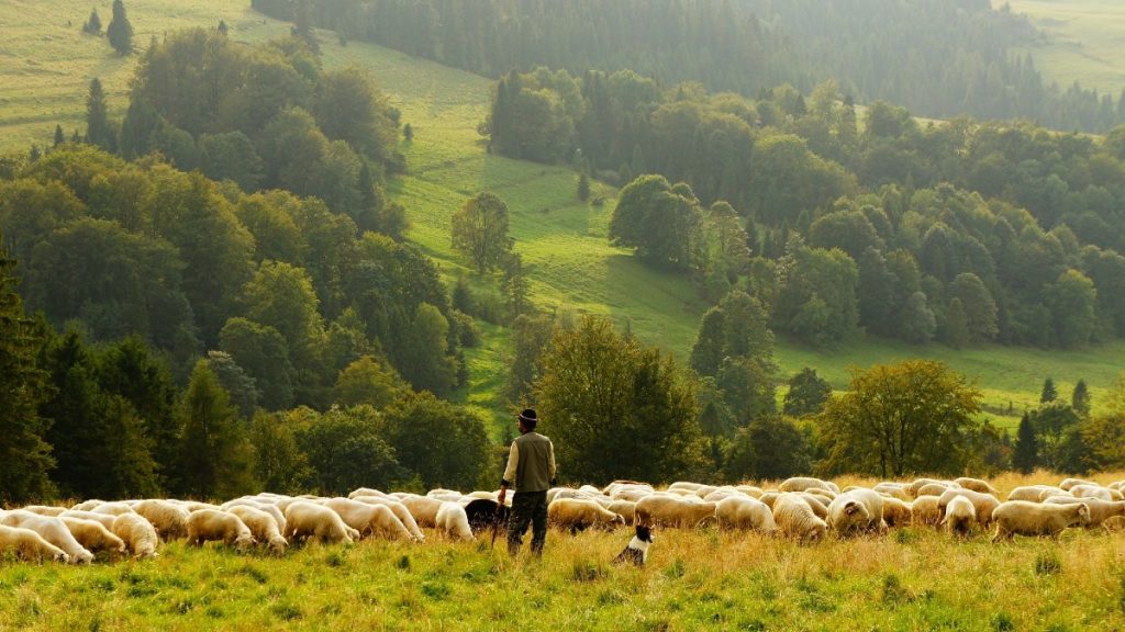 Can Sheep Live Without a Shepherd?