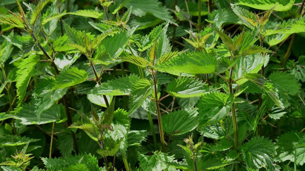 10 Ways to Kill a Large Area of Weeds Organically/Naturally?