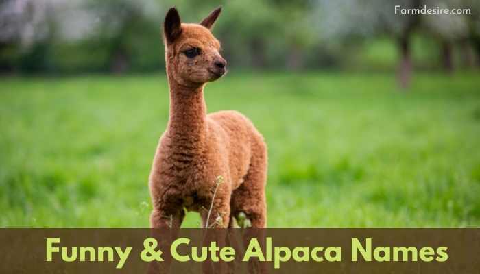 Alpaca Names