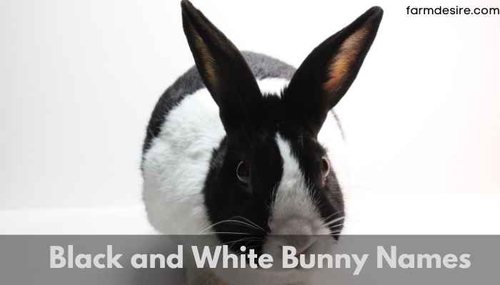 Black and White Bunny Names
