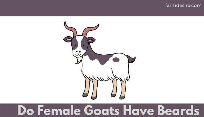 Do Female Goats Have Beards