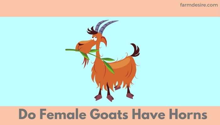 Do Female Goats Have Horns