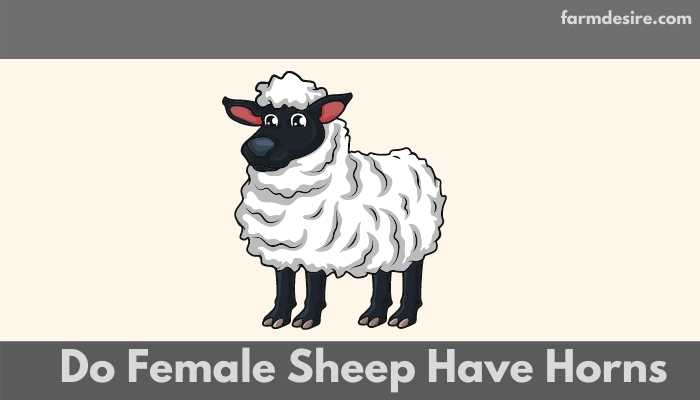 Do Female Sheep Have Horns? Myth or Reality