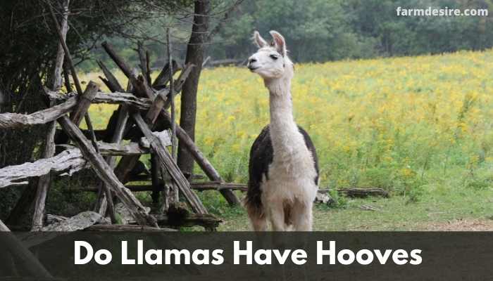 Do Llamas Have Hooves
