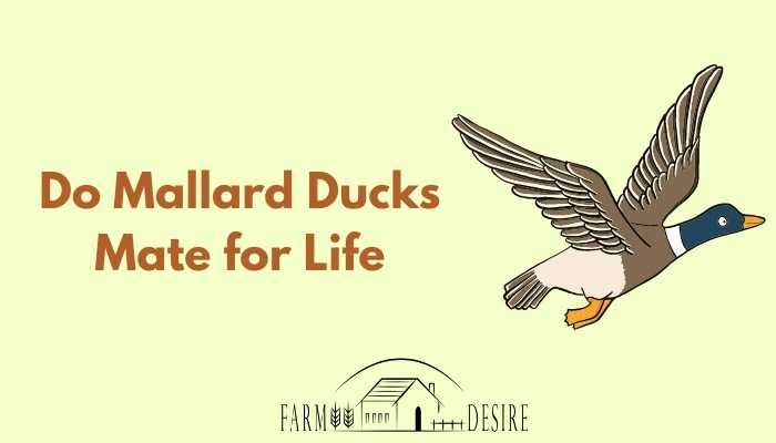 Do Mallard Ducks Mate for Life