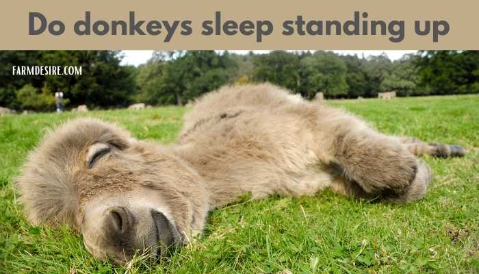 Do donkeys sleep standing up