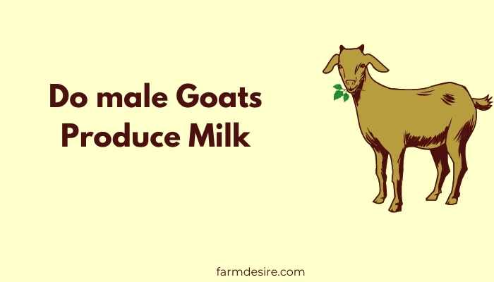 Do male Goats Produce Milk