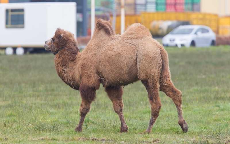 Do-two-humped-camel-function-differently