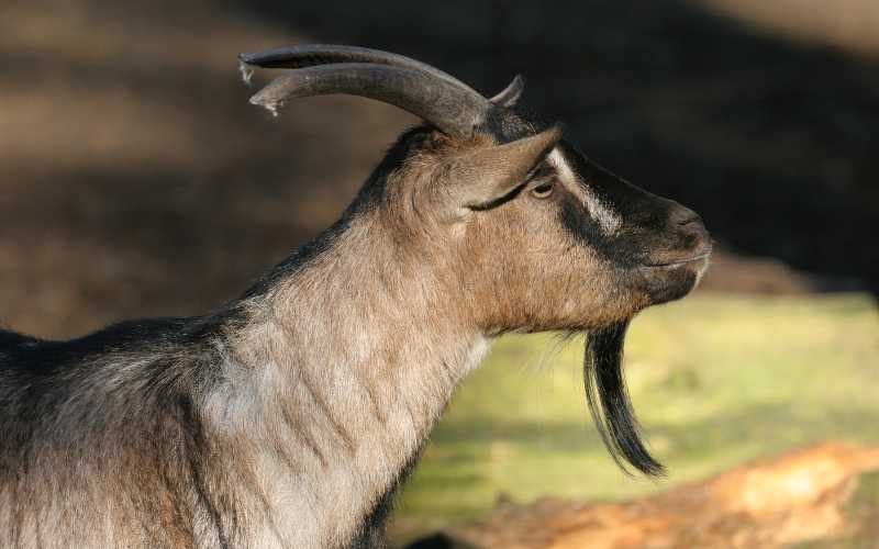 female goats with beards