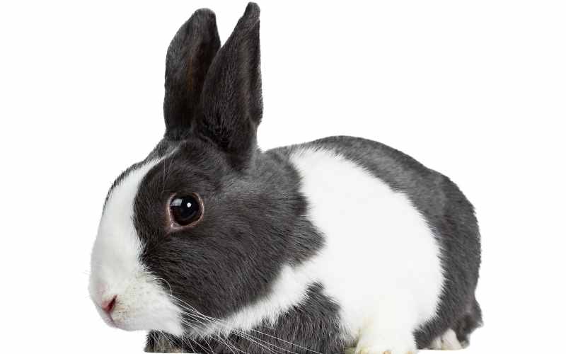 171+ Black and White Bunny Names female black and white bunny names