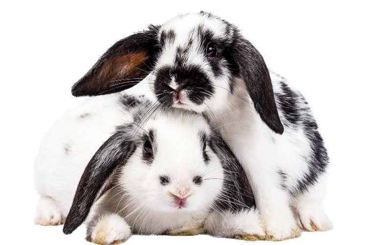 171+ Black and White Bunny Names female black and white bunny