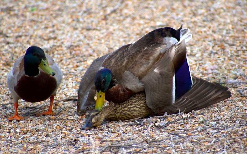 Mollard ducks