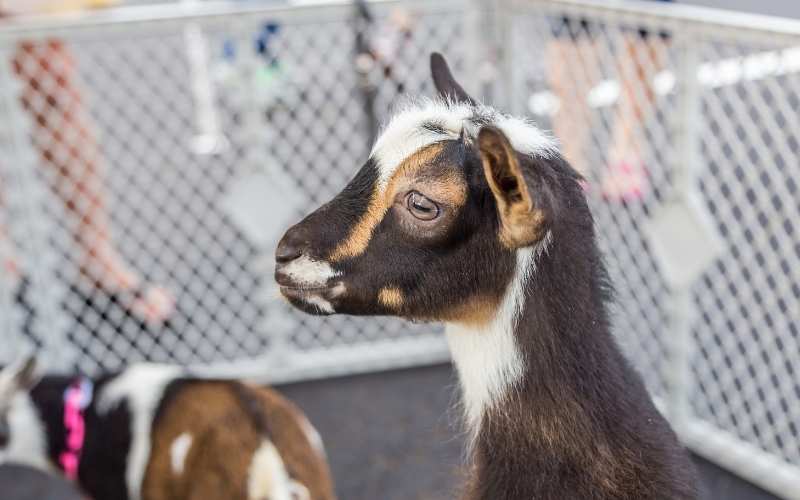 Nigerian Dwarf vs Pygmy Goats comparison