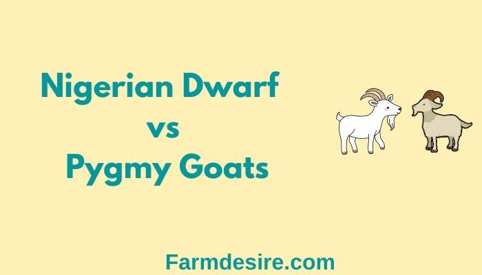 Nigerian Dwarf vs Pygmy Goats