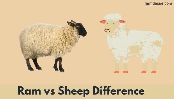 ram vs sheep