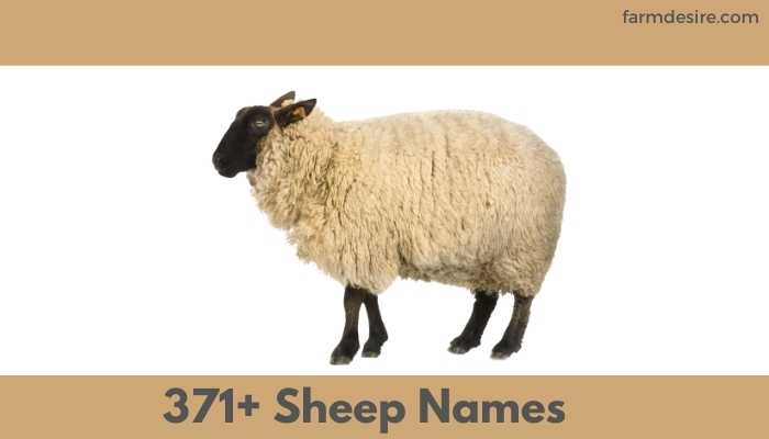 sheep names