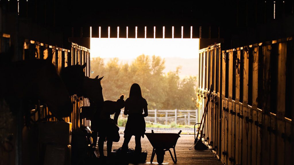 What Animals Live in a Barn?