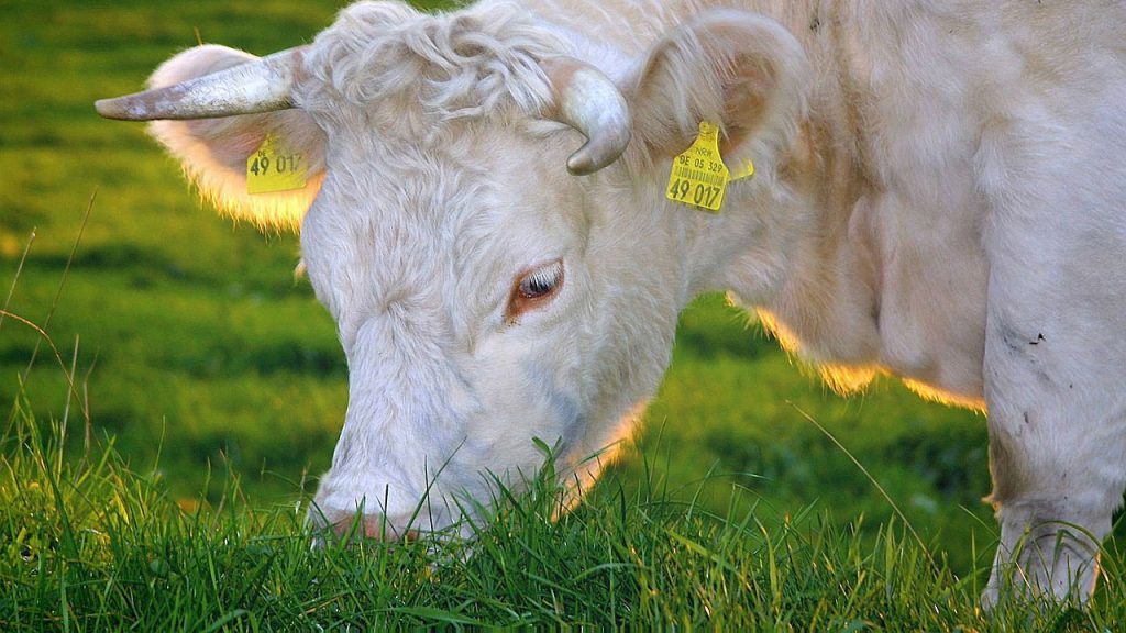 What Do Beef Cows Eat?