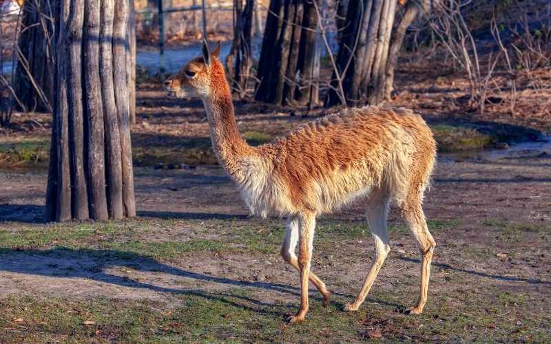 llamas feet