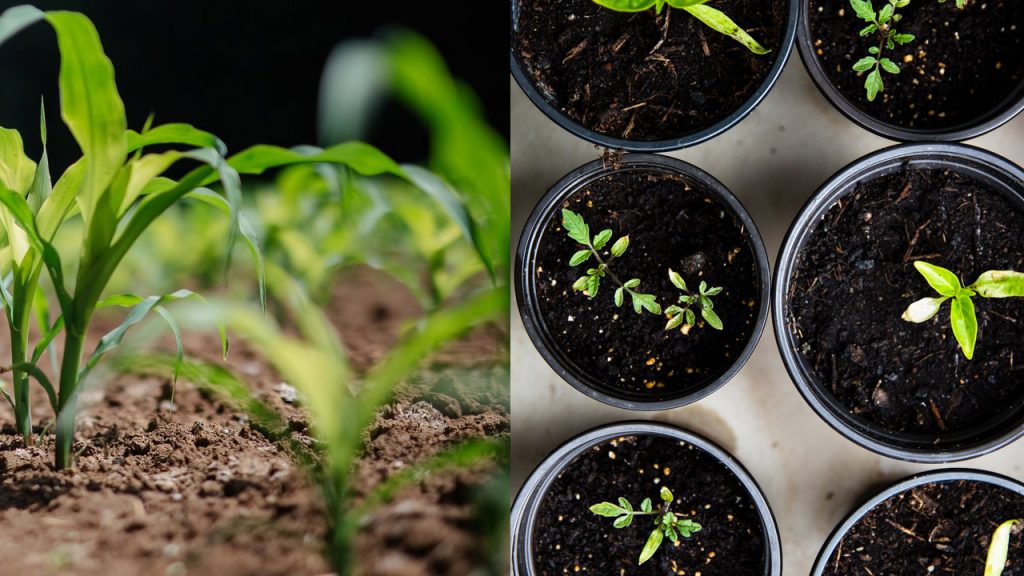 What is the Difference Between Horticulture and Agriculture