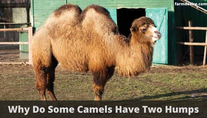 Why Do Some Camels Have Two Humps