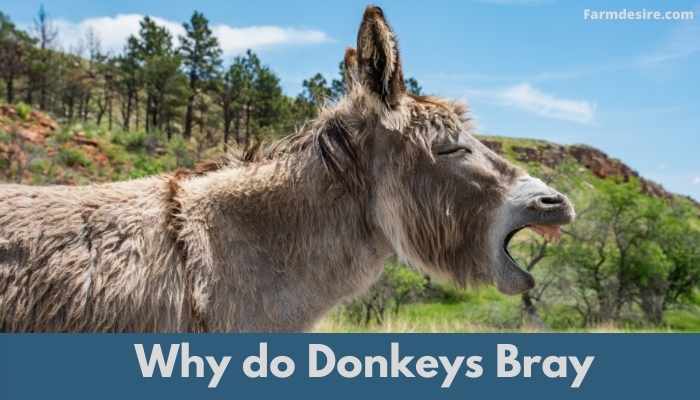 Why do Donkeys Bray – How to Stop them?