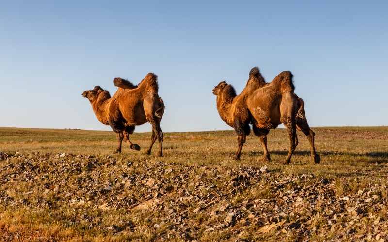 camel with two humps