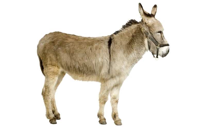 can donkeys keep coyotes away