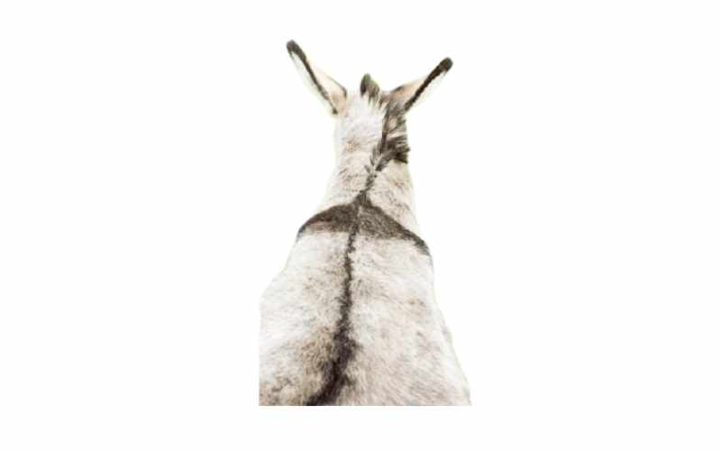 cross on donkey