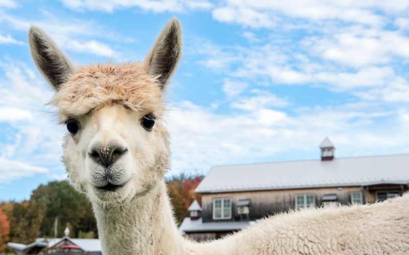 cute Alpaca Names