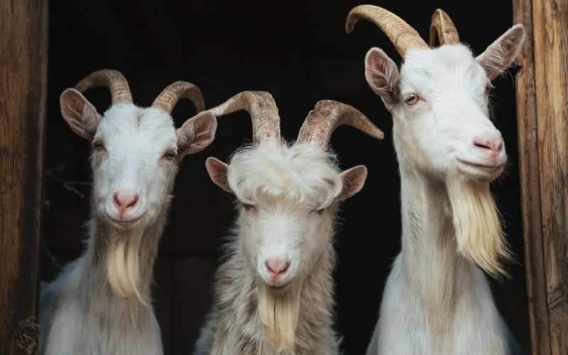 do male goats have udders