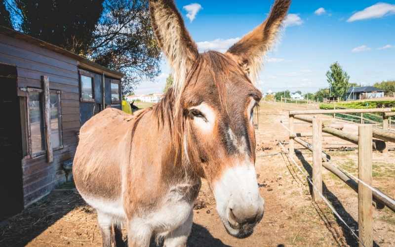 donkey sleep