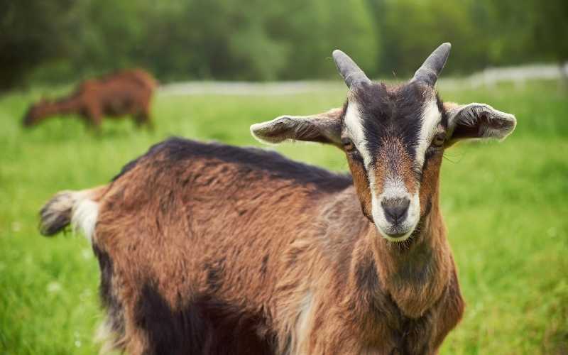 Do Female Goats Have Horns? Revealing Myth female goat with horns
