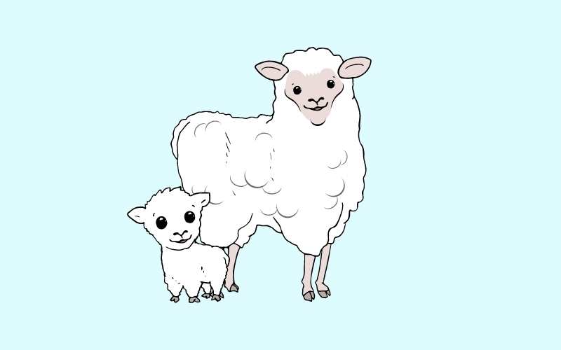 female sheep names