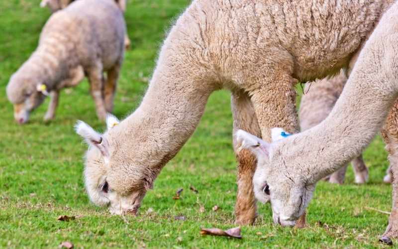 good Alpaca Names