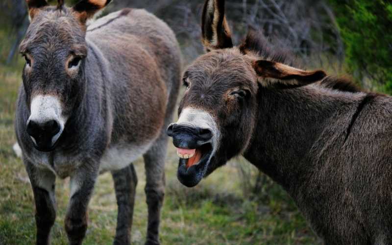 how to stop donkeys from braying