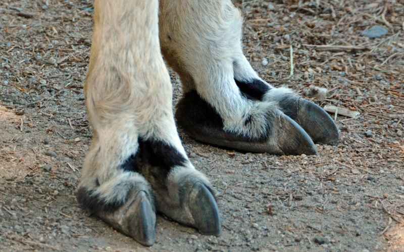 llamas nail