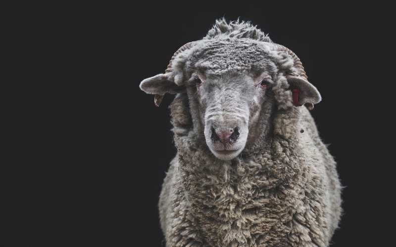 ram vs sheep difference
