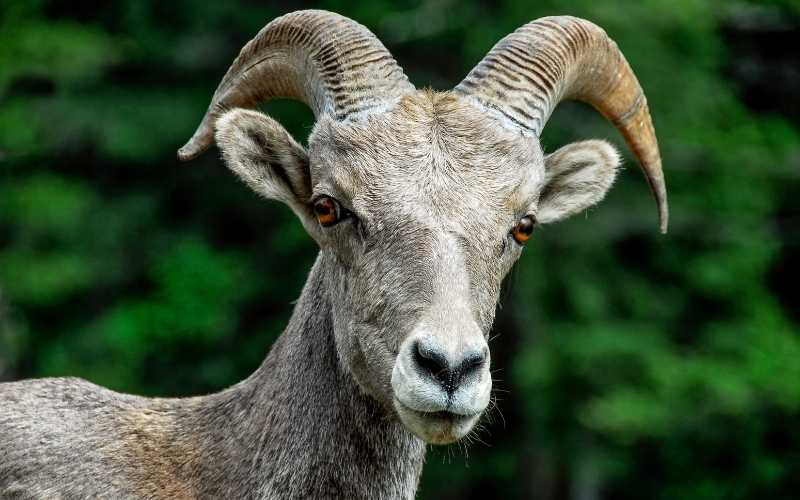 sheep horn