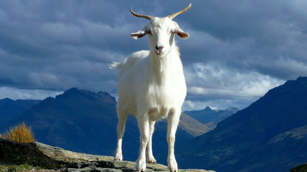 5 Largest Goat Breeds