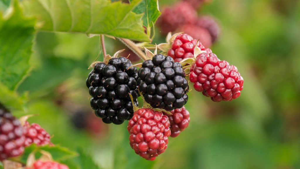 Are Brambles (Blackberry Bushes) Carnivorous?