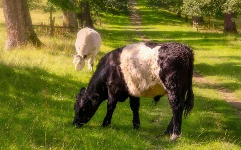 Belted Galloway
